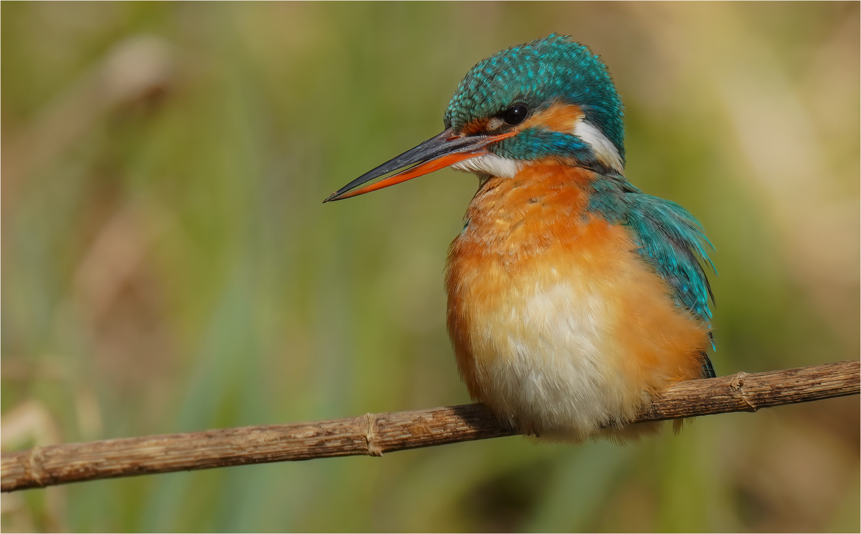 Eisvogel