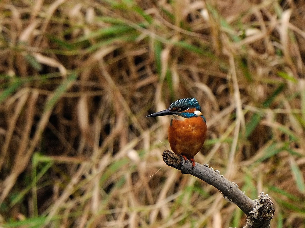 Eisvogel