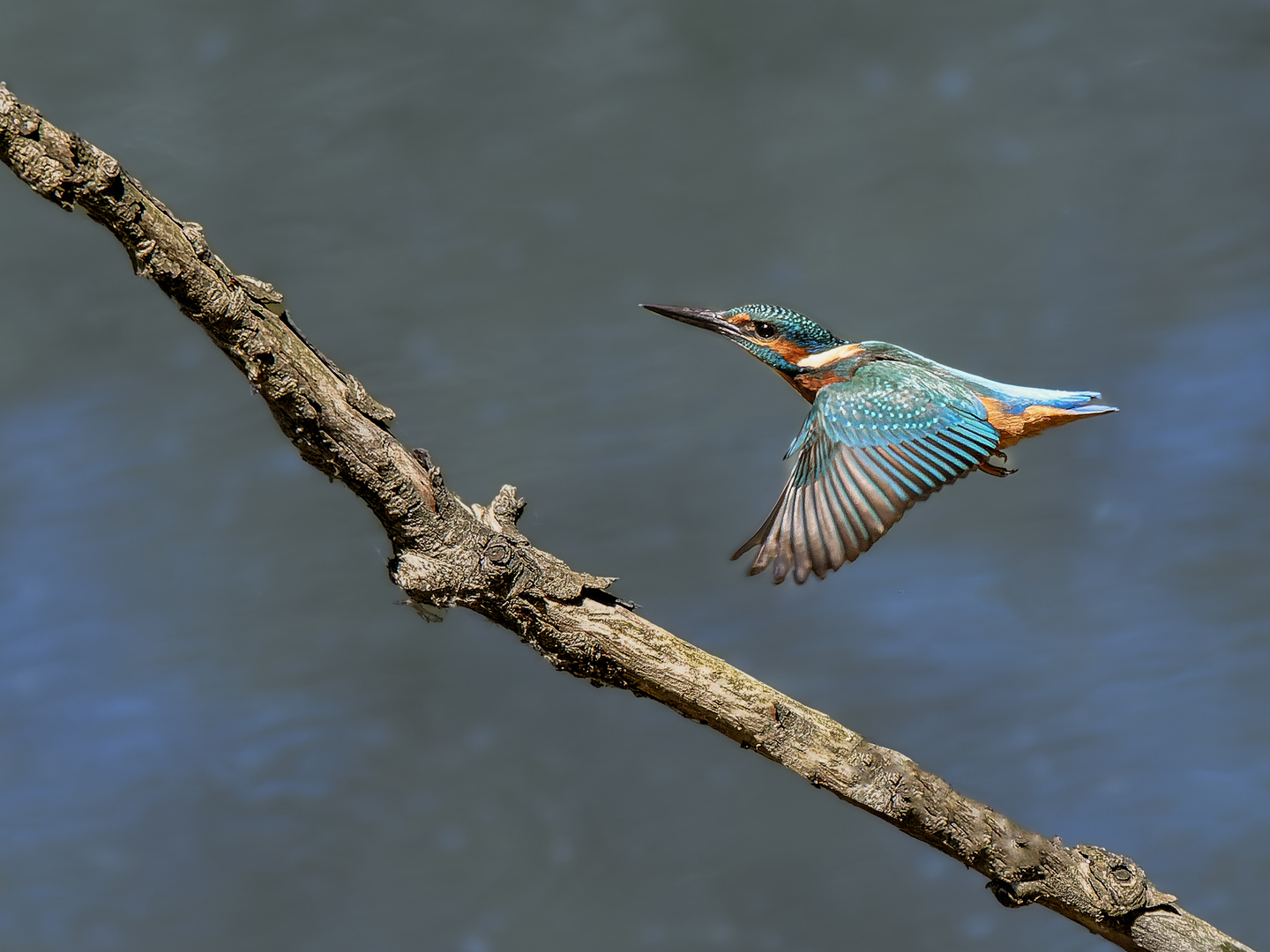 Eisvogel