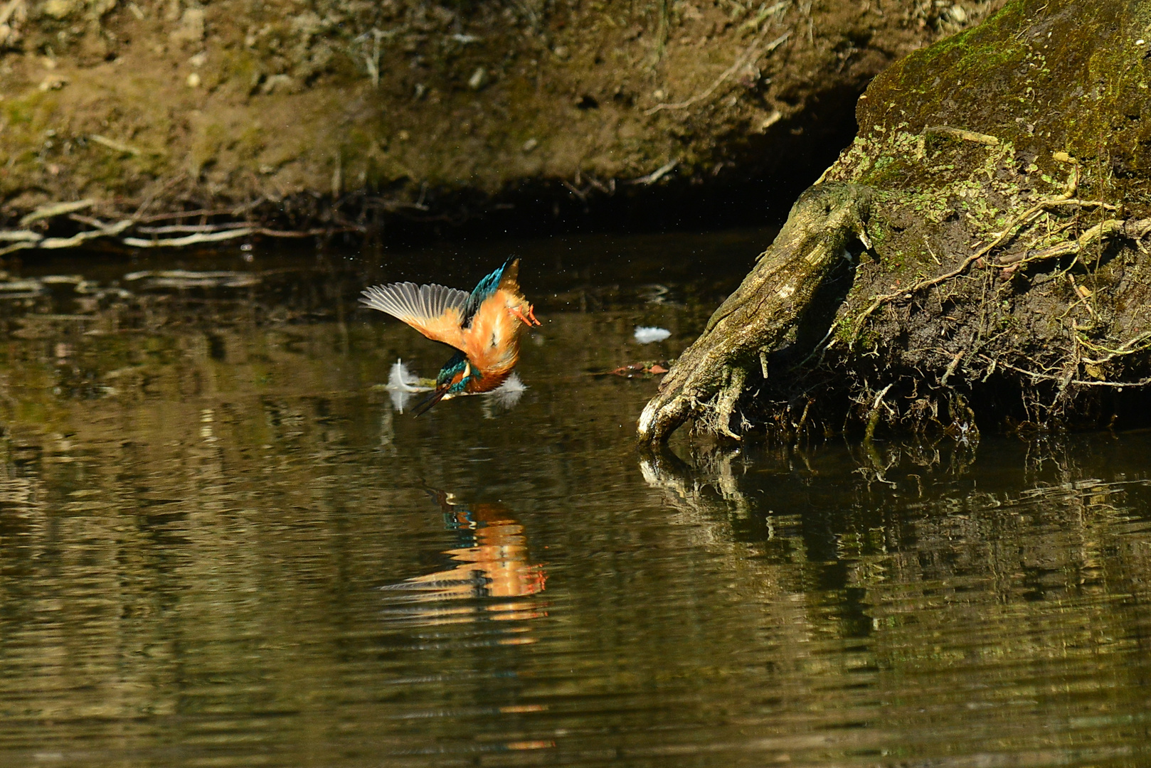 Eisvogel