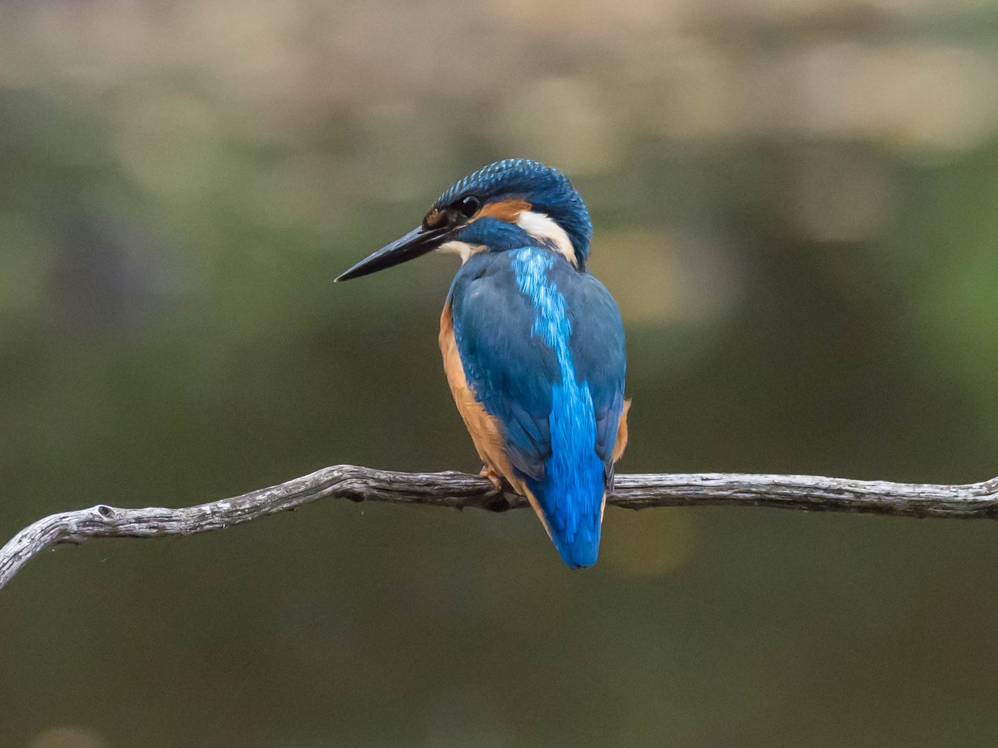 Eisvogel