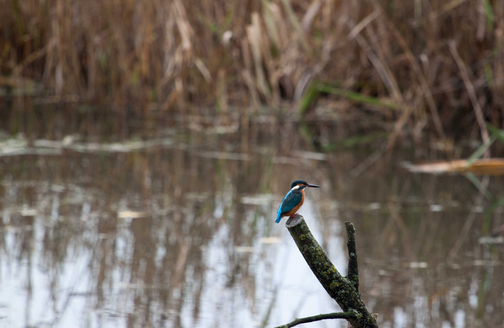 Eisvogel