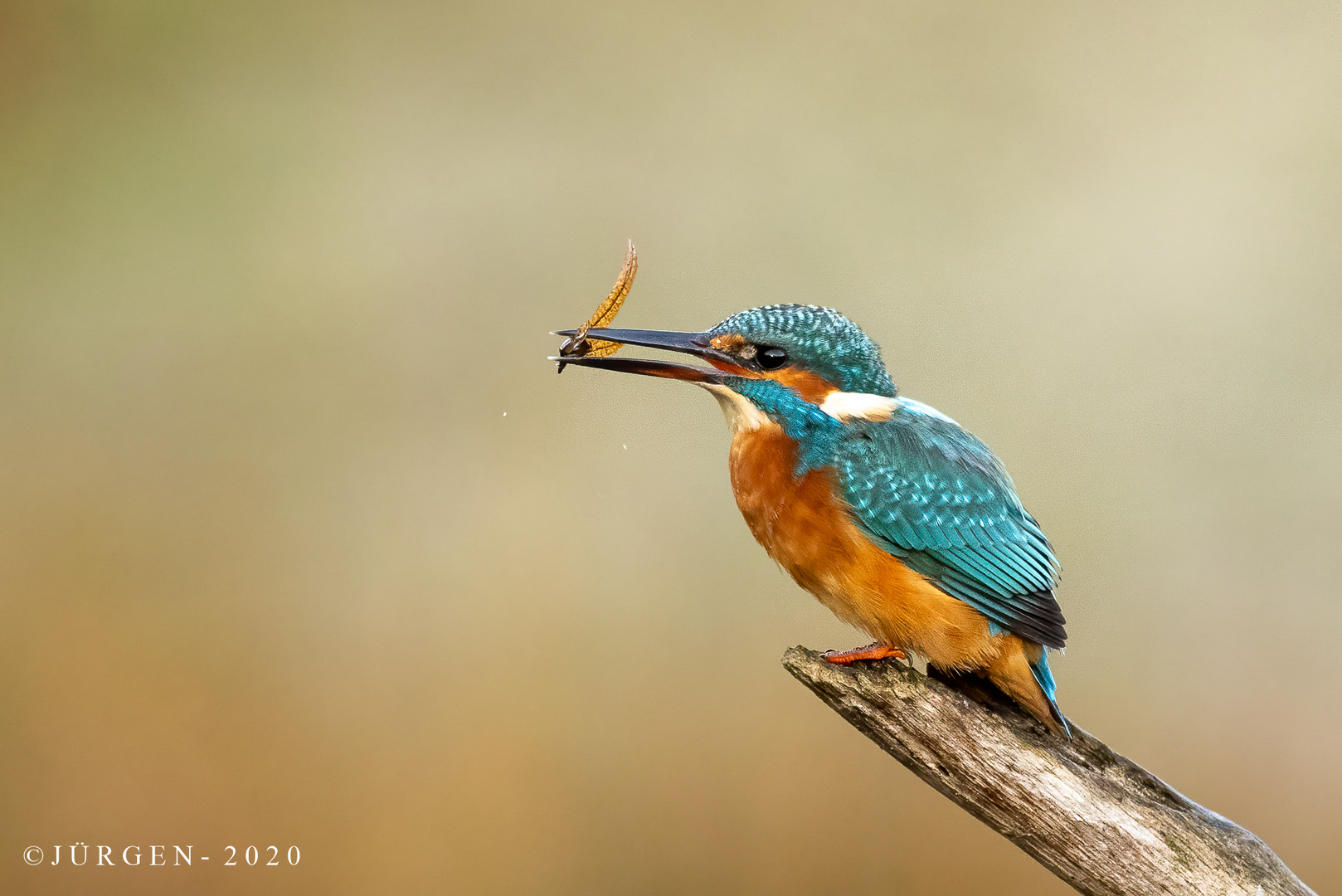 Eisvogel