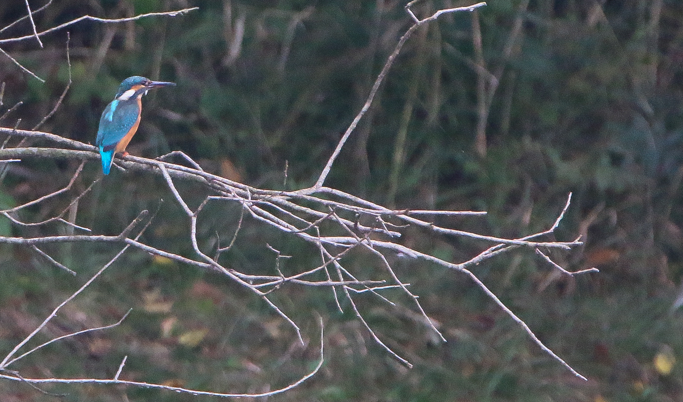 Eisvogel