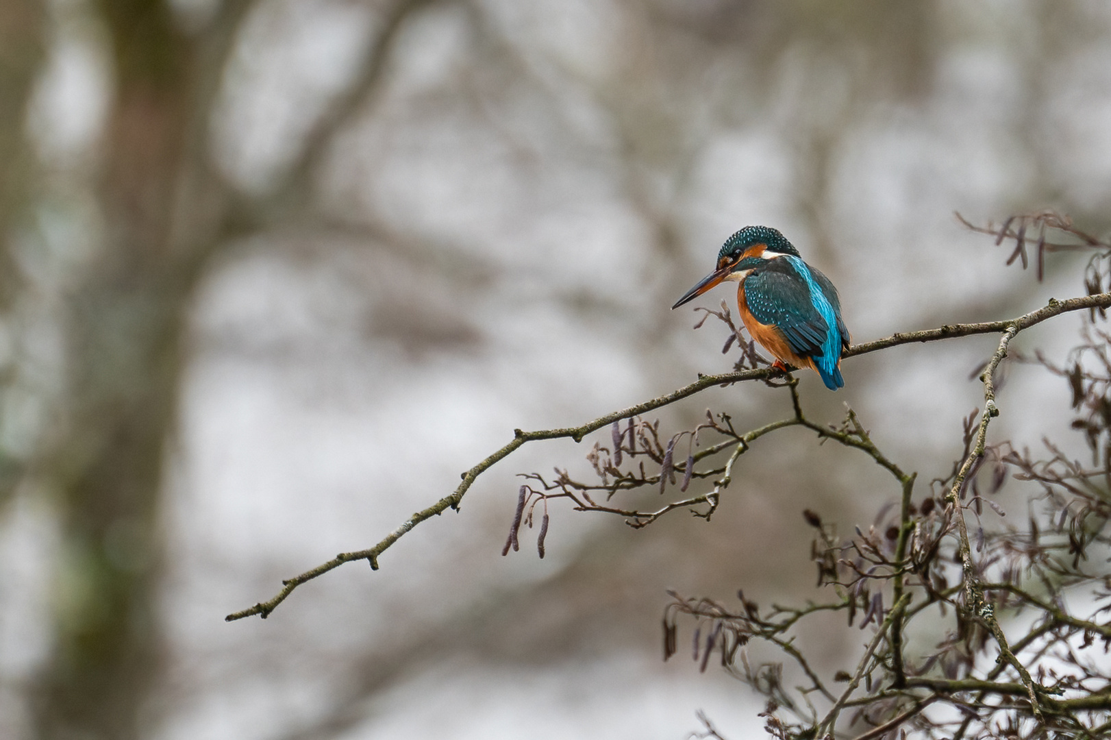 Eisvogel