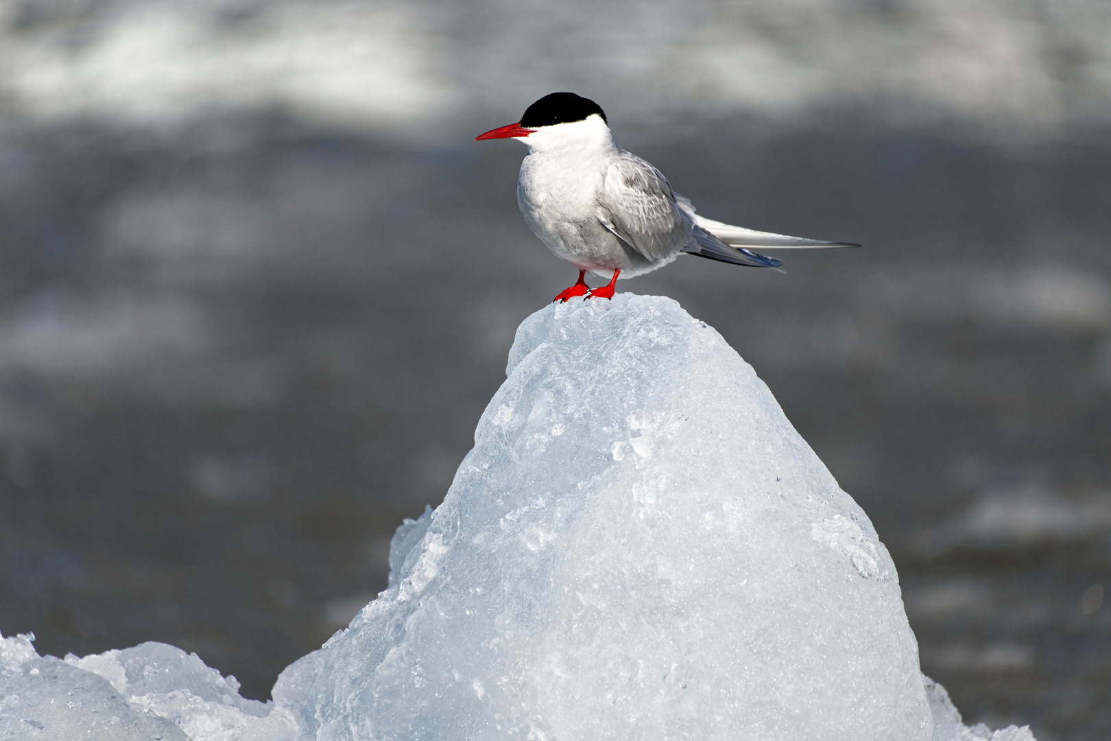 "Eisvogel?"