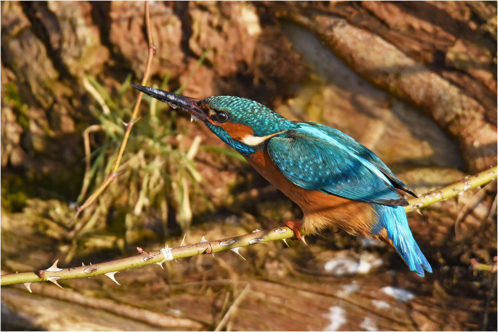 Eisvogel 