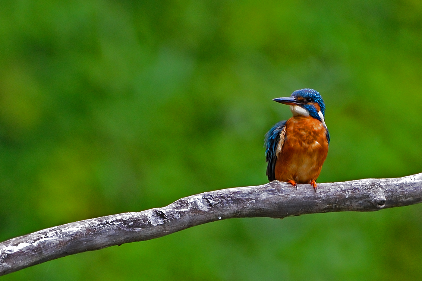 Eisvogel