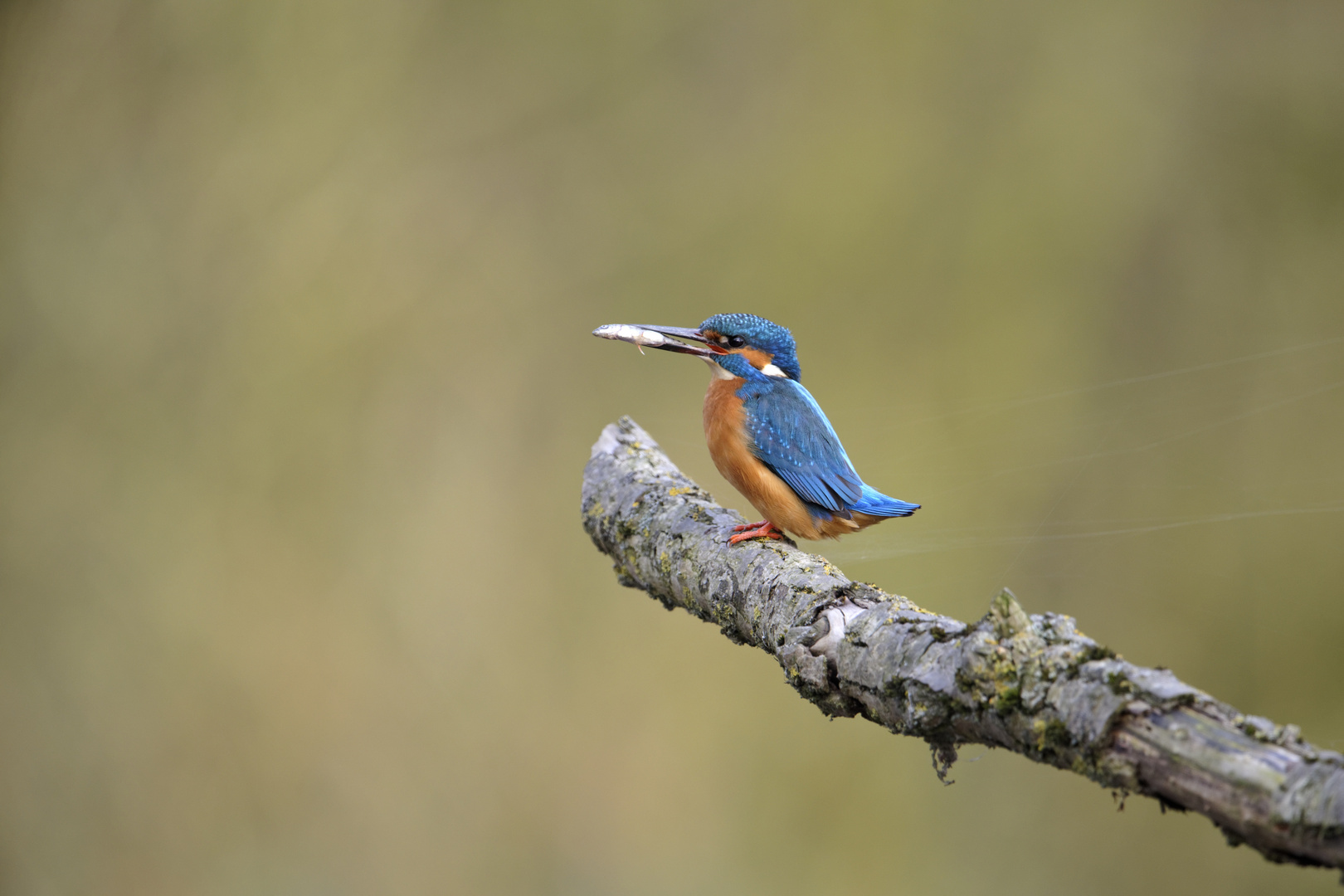 Eisvogel