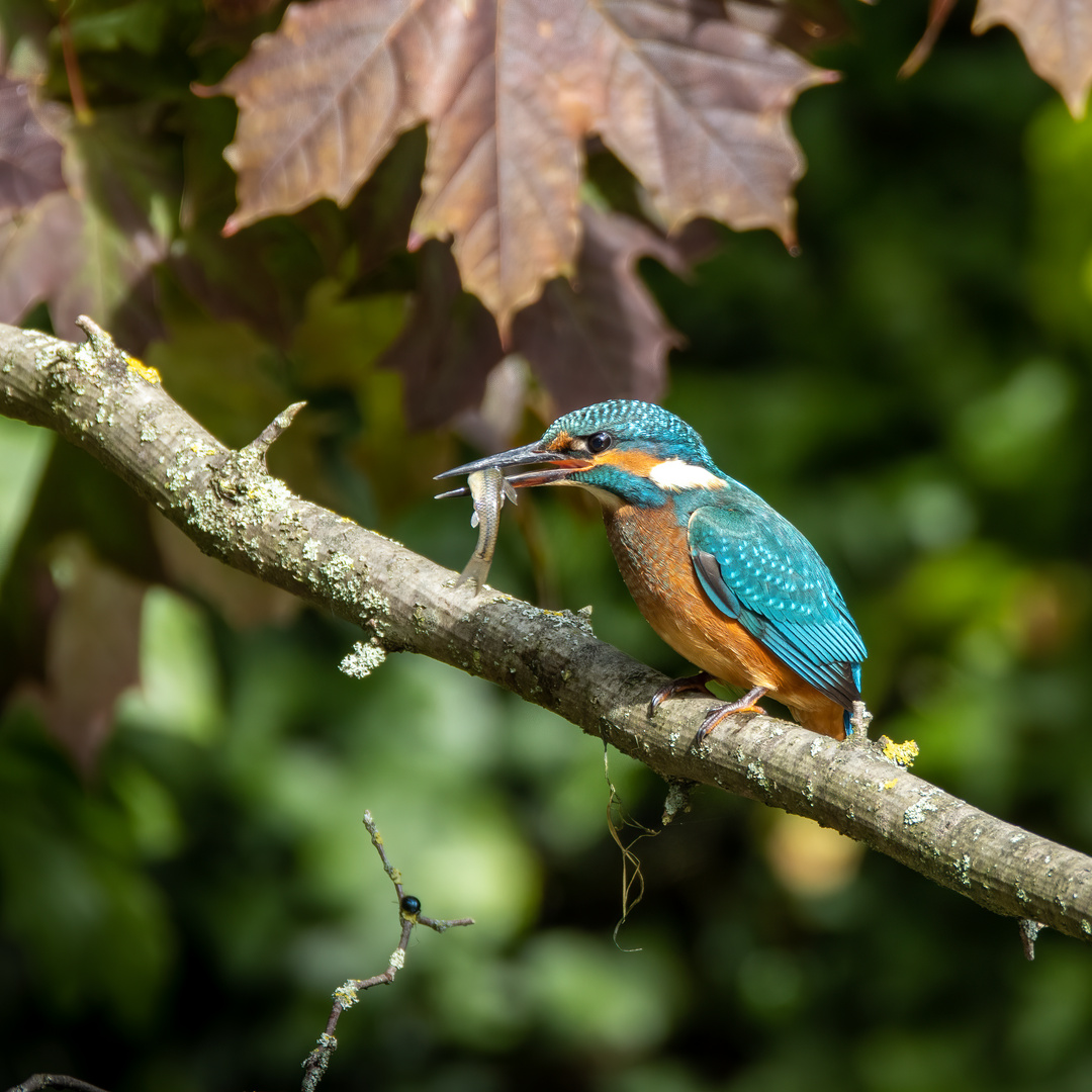 Eisvogel