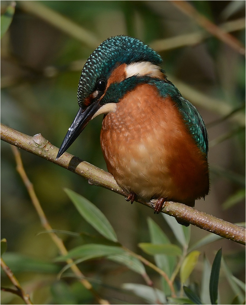 Eisvogel