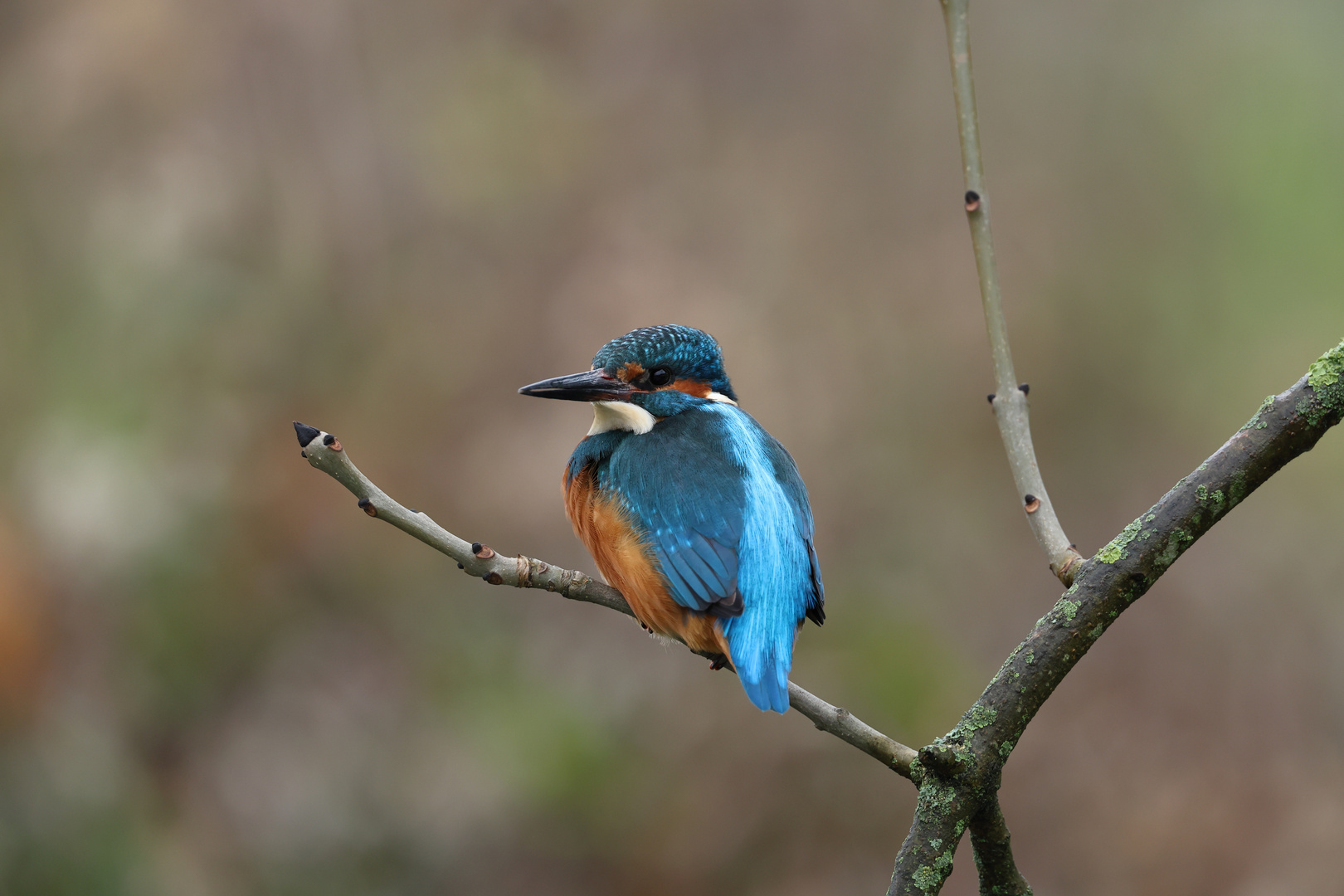 Eisvogel