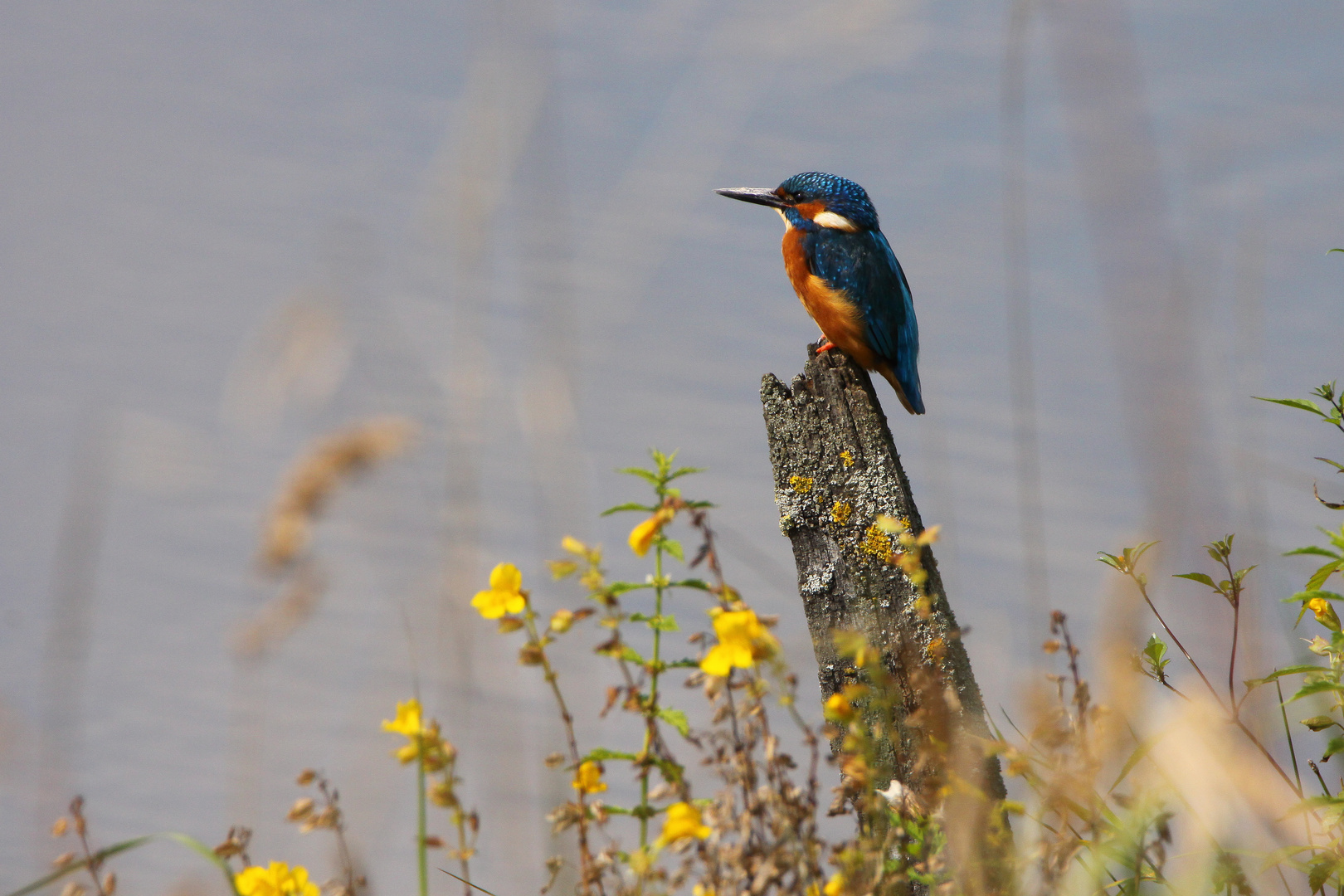 Eisvogel