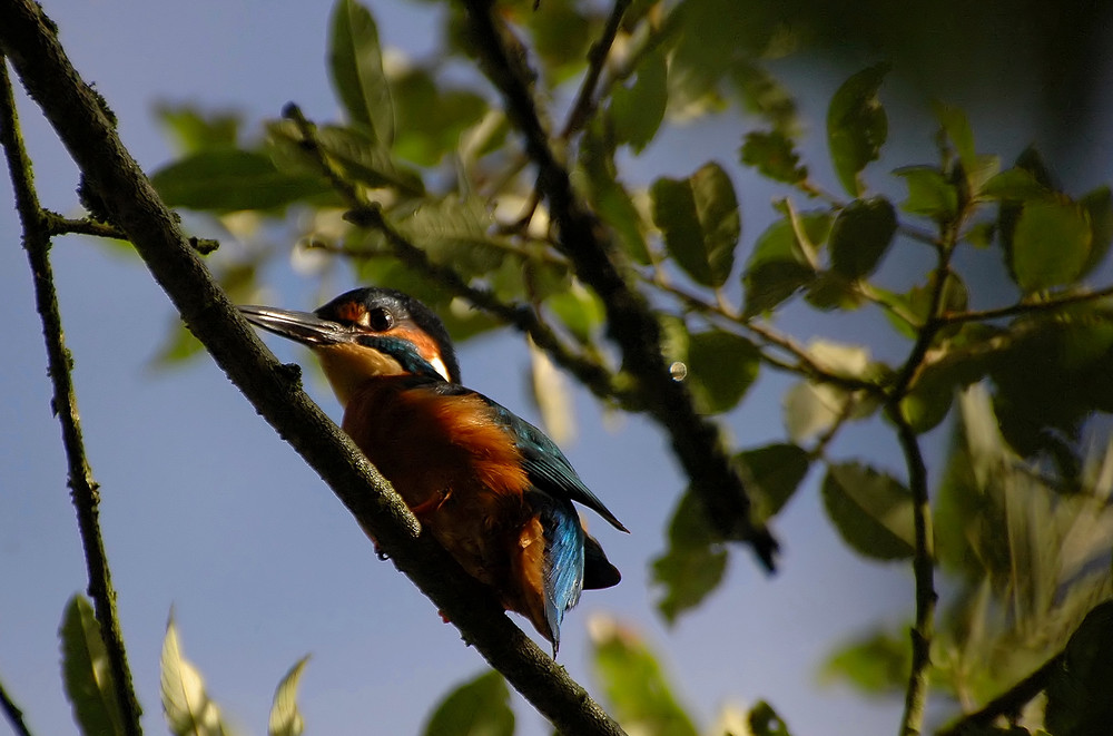 ,Eisvogel,,,