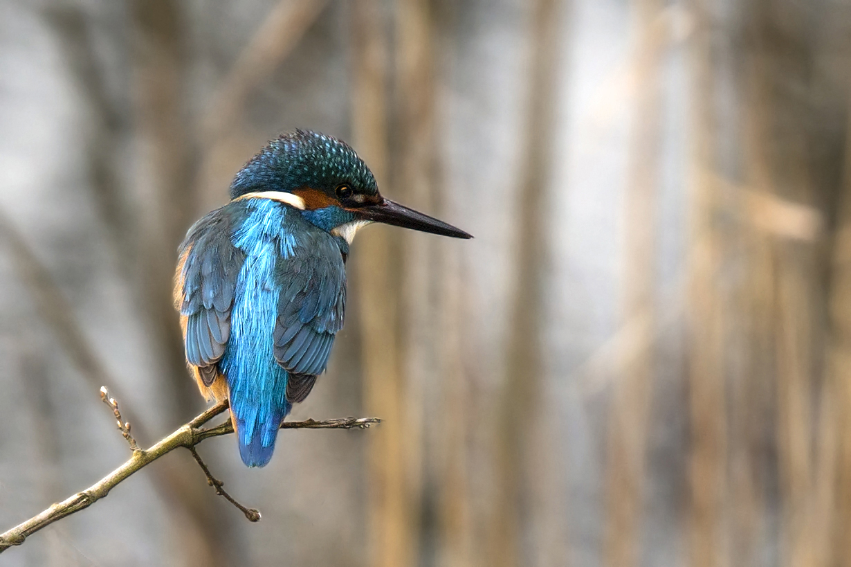 Eisvogel