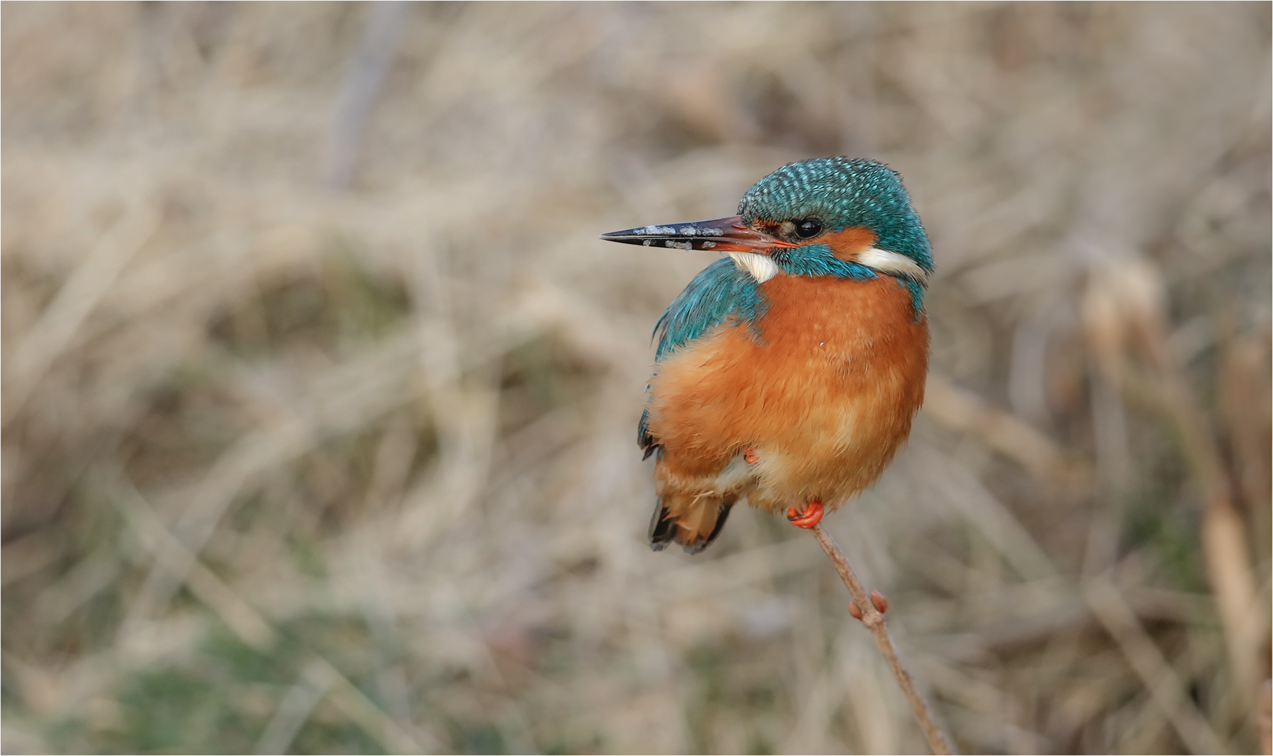 Eisvogel