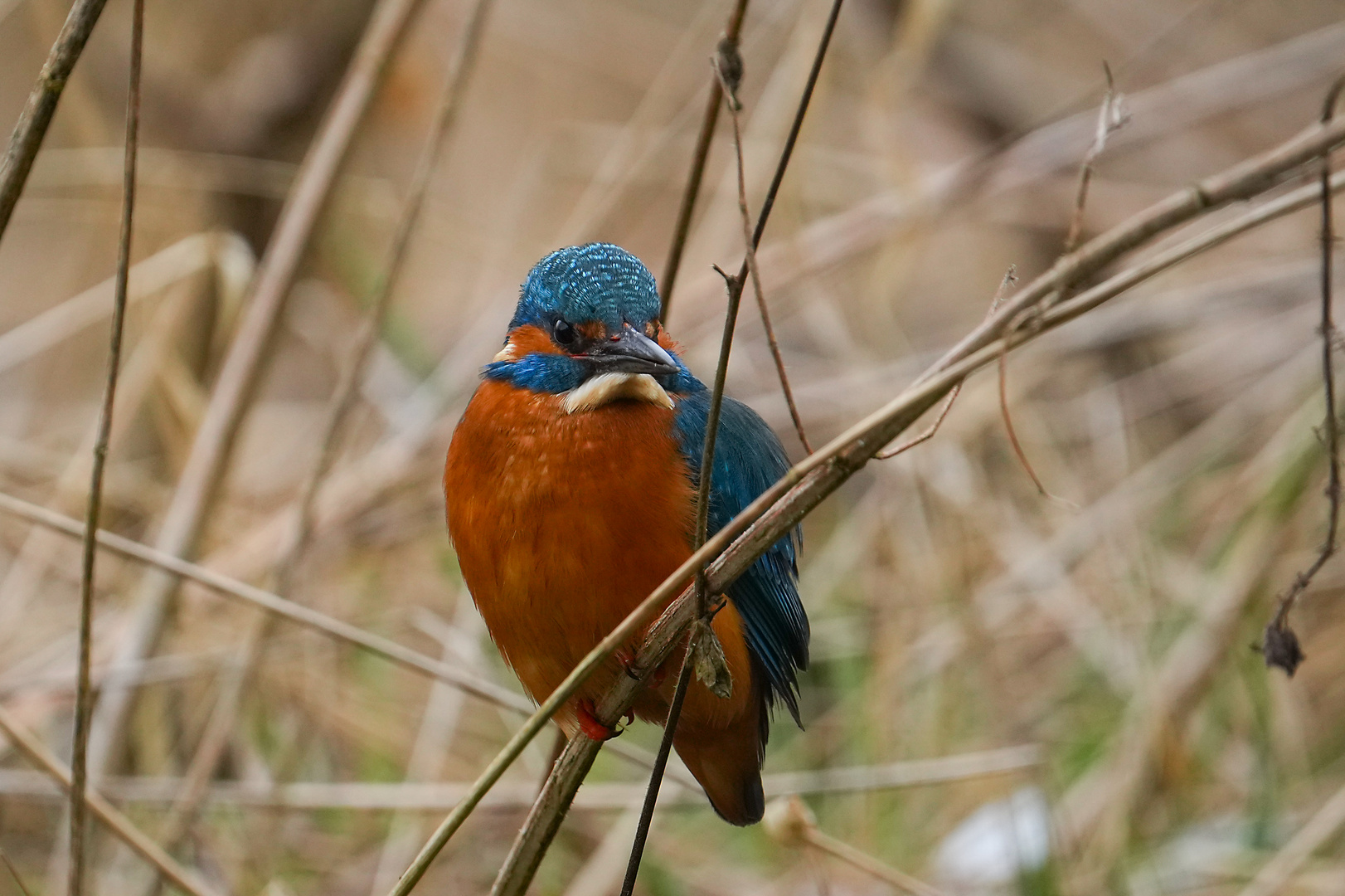 Eisvogel