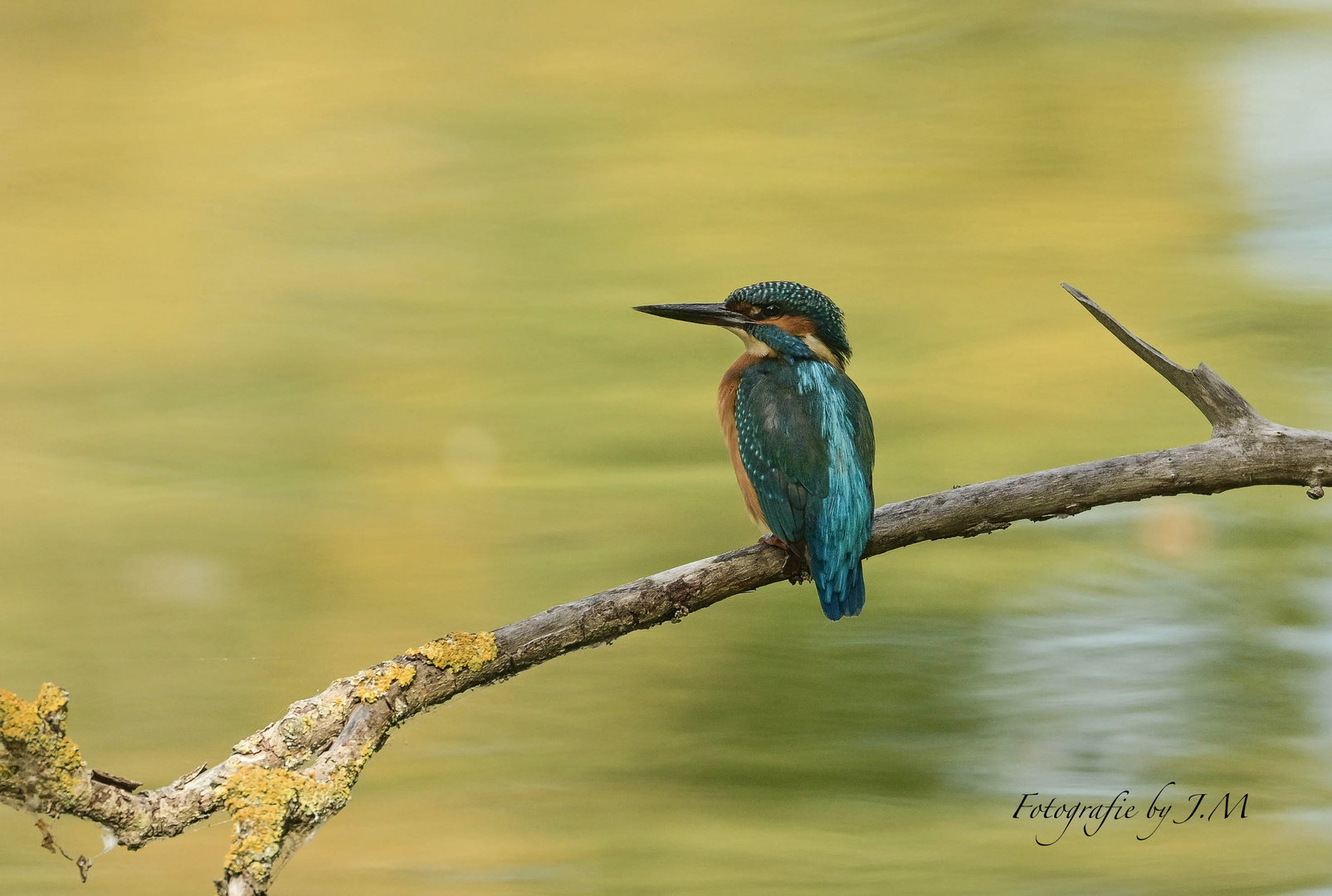 Eisvogel