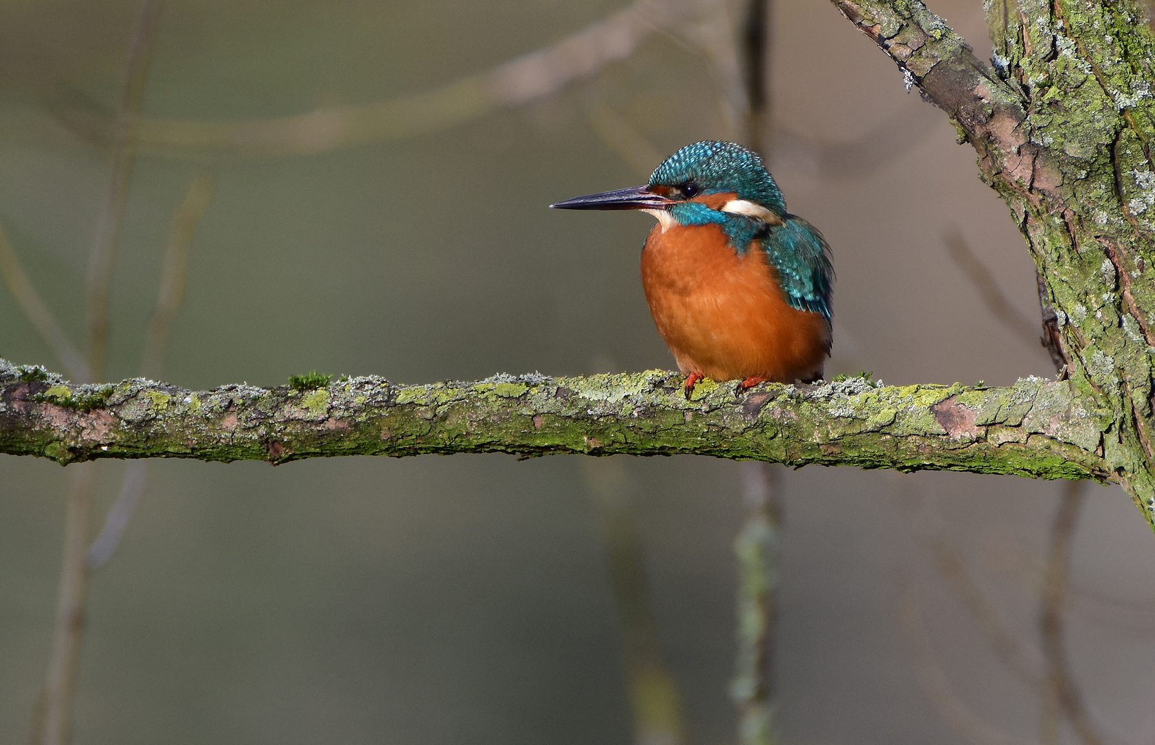 Eisvogel