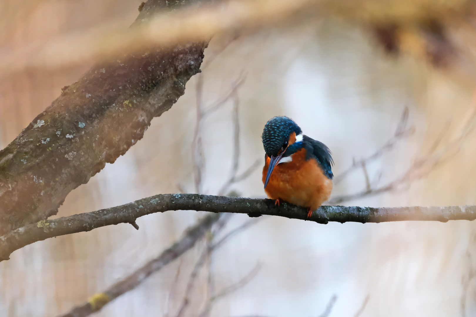 Eisvogel