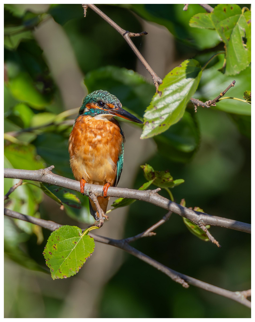 Eisvogel