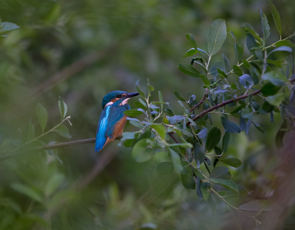 Eisvogel