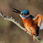 --- Eisvogel 8 --- Man muß sich auch mal schütteln.