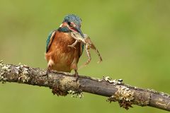 Eisvogel