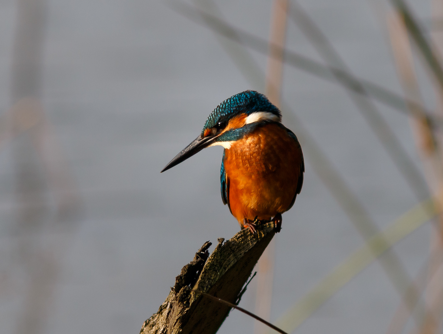 Eisvogel