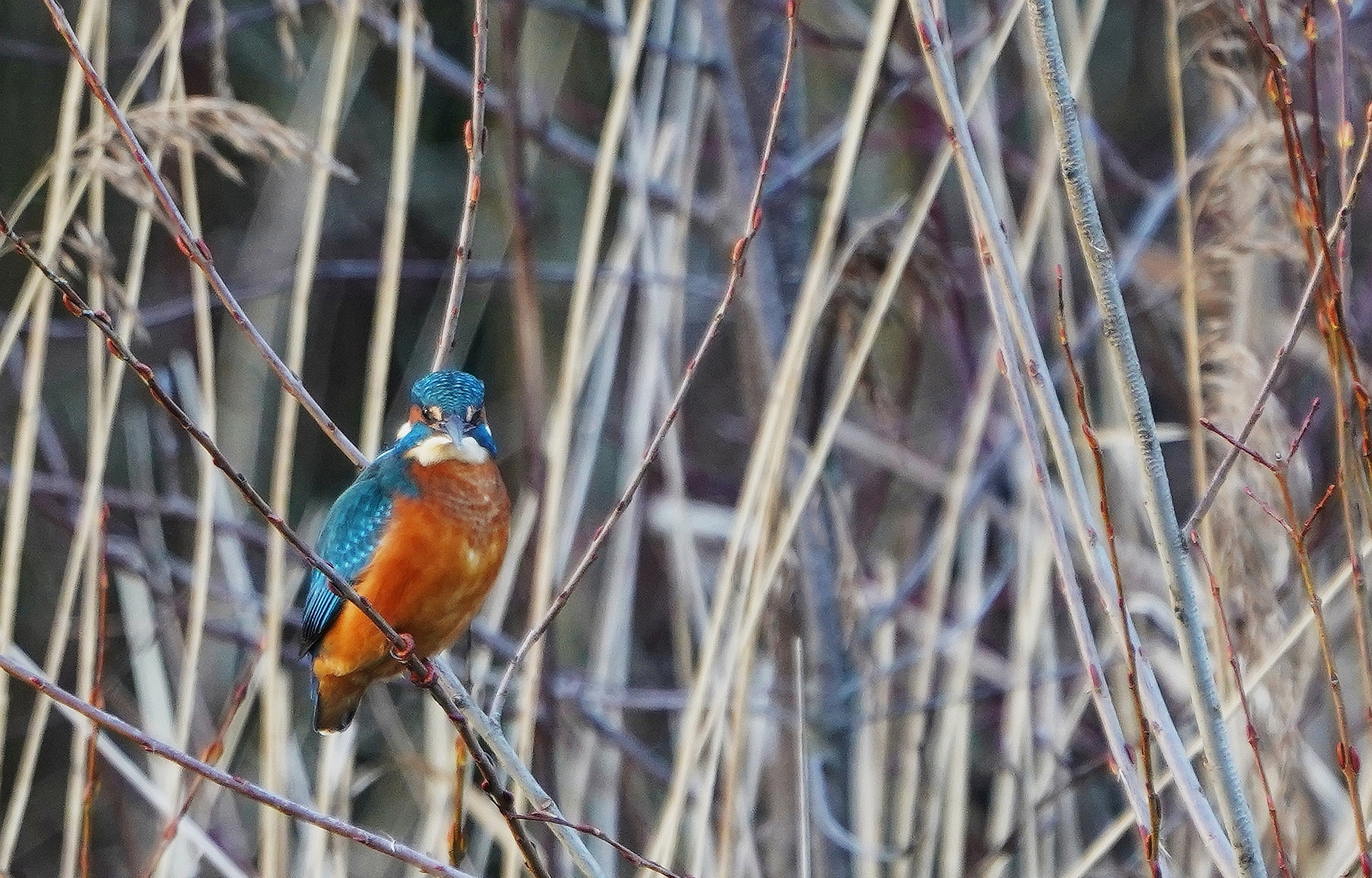 Eisvogel.