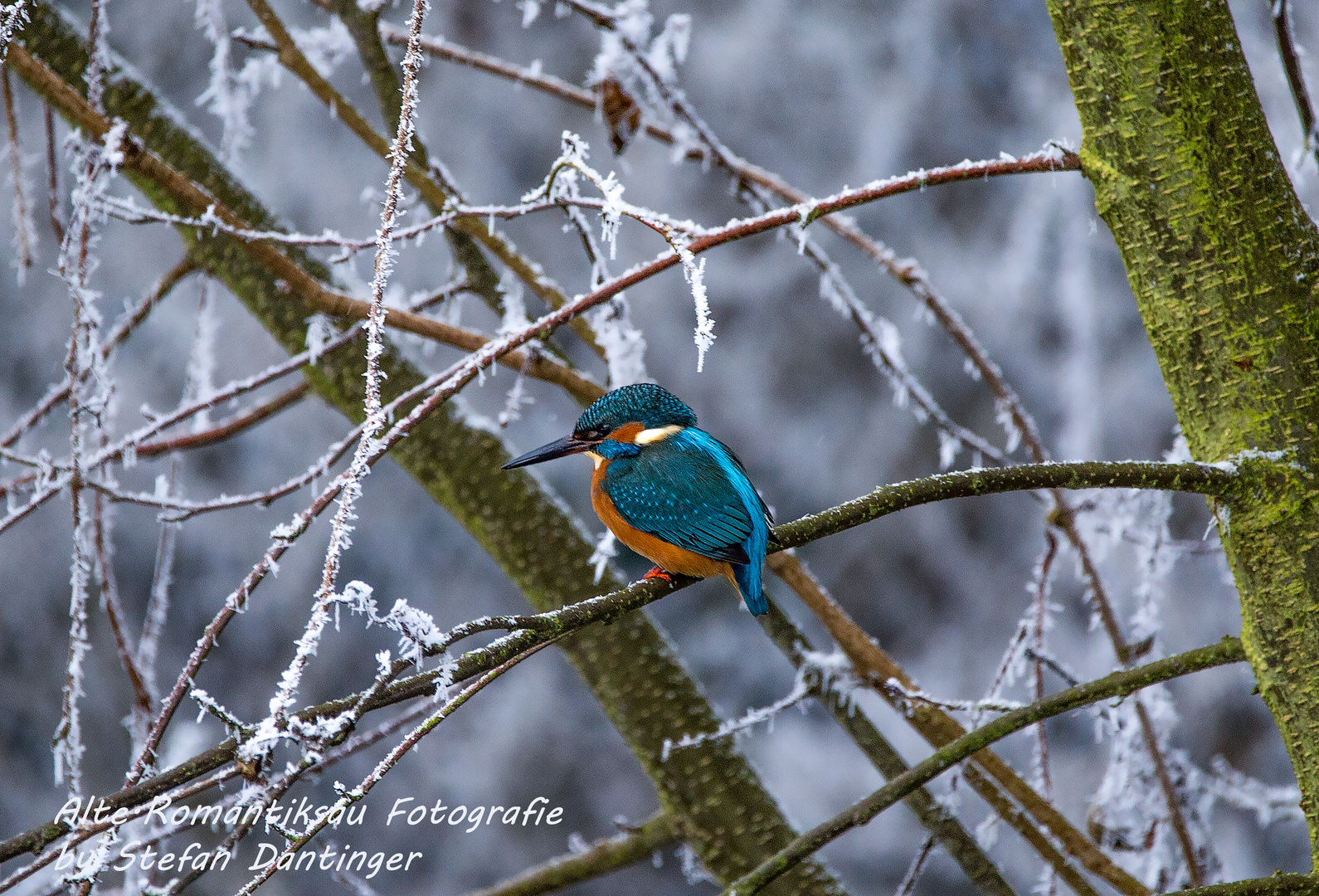 Eisvogel