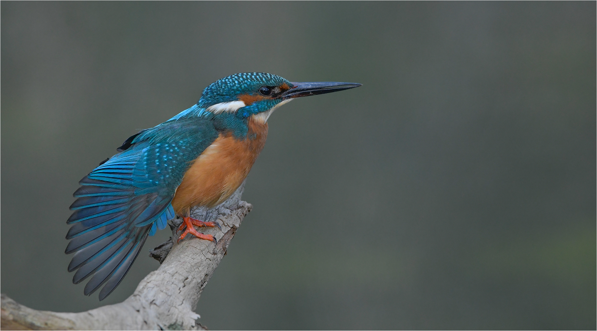 Eisvogel