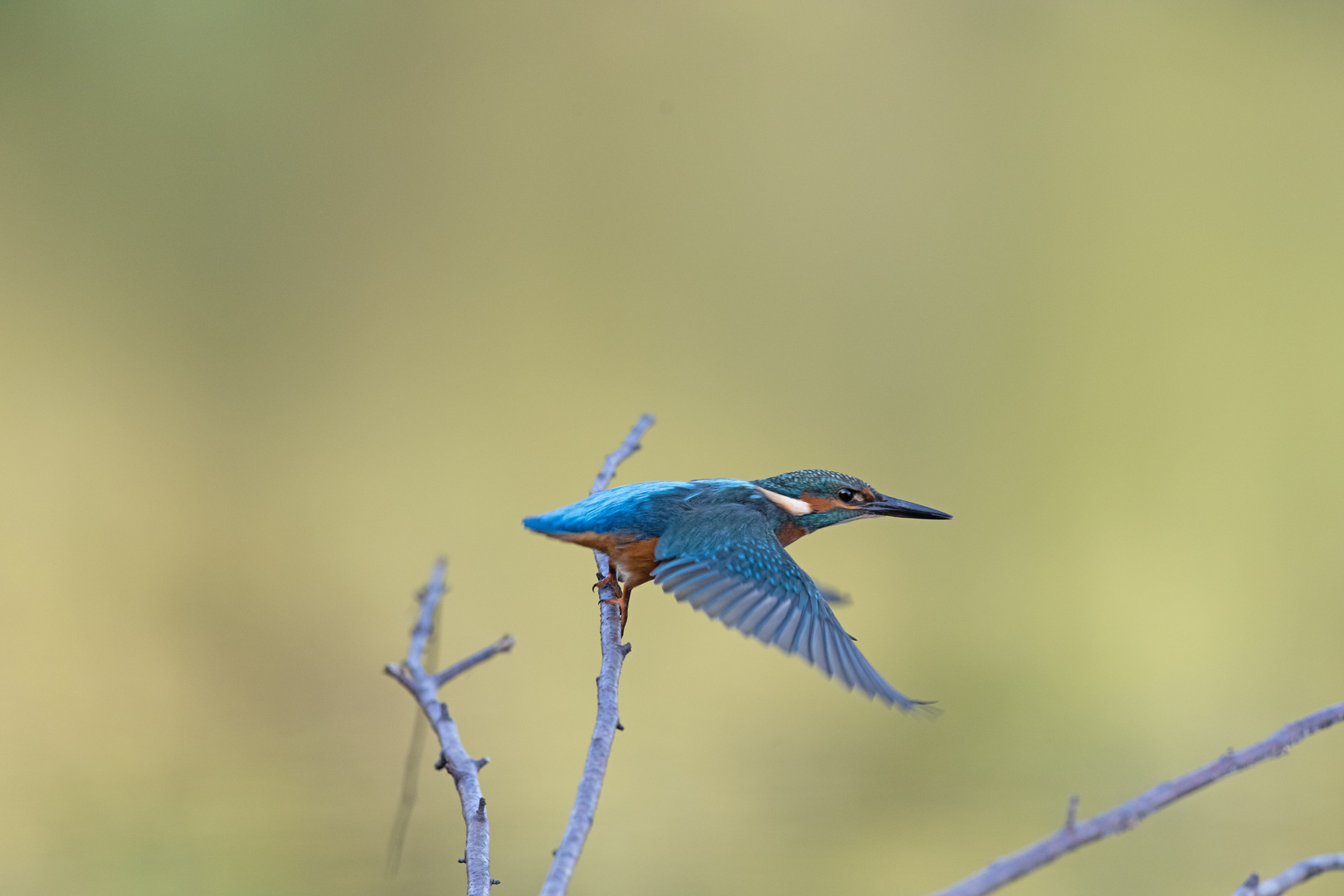 Eisvogel