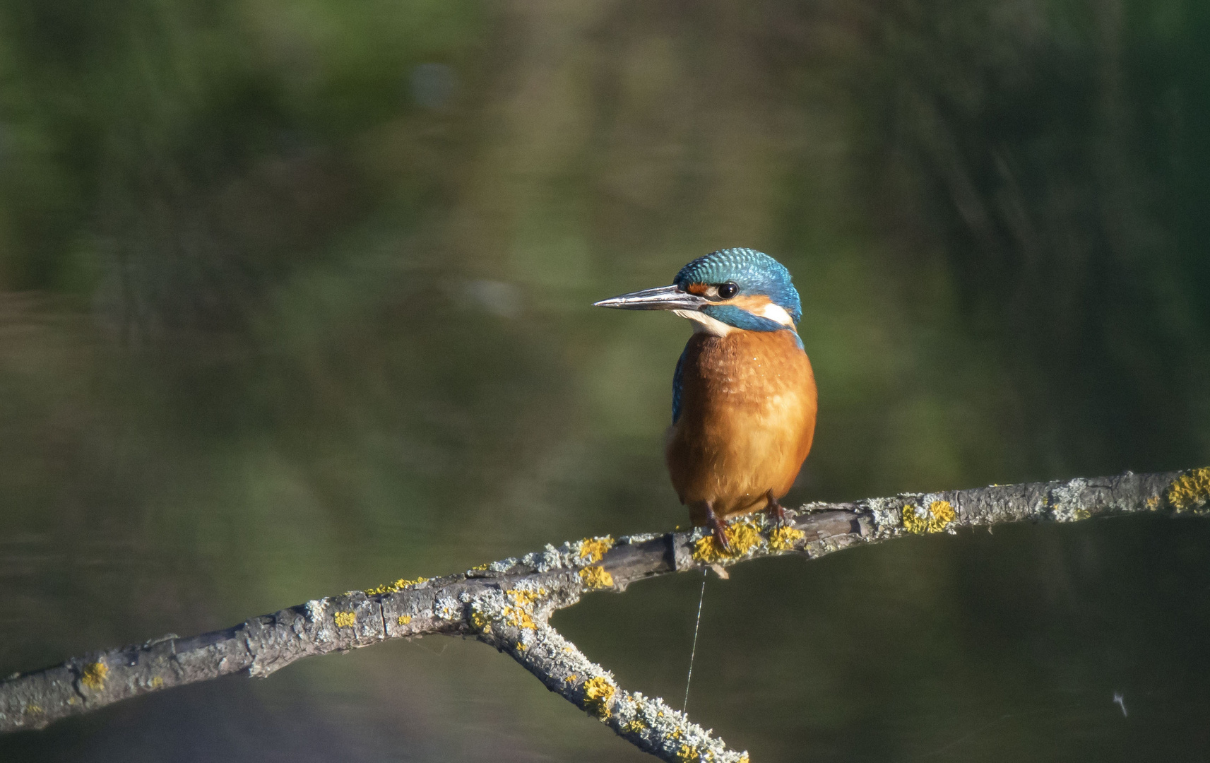 Eisvogel