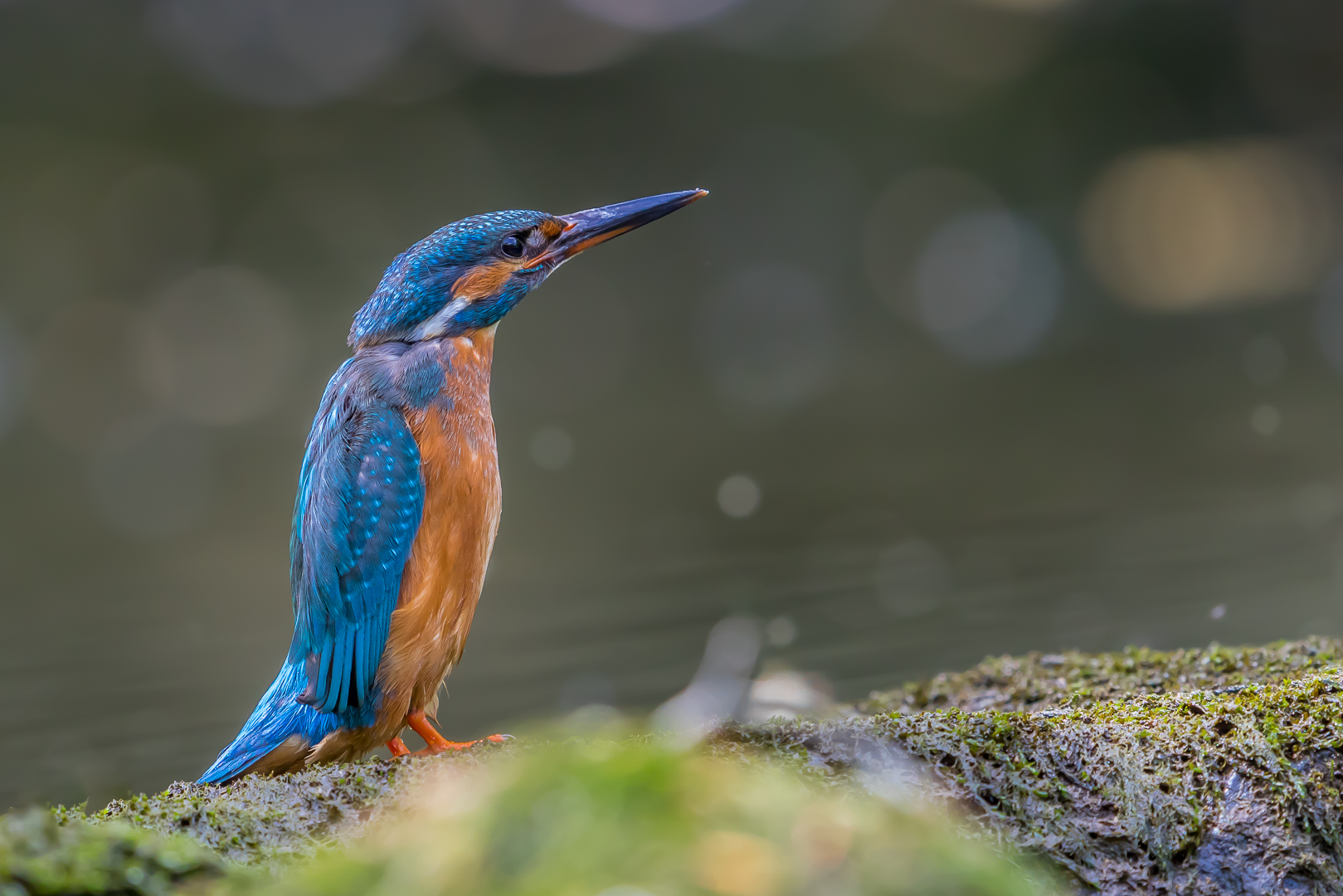 Eisvogel