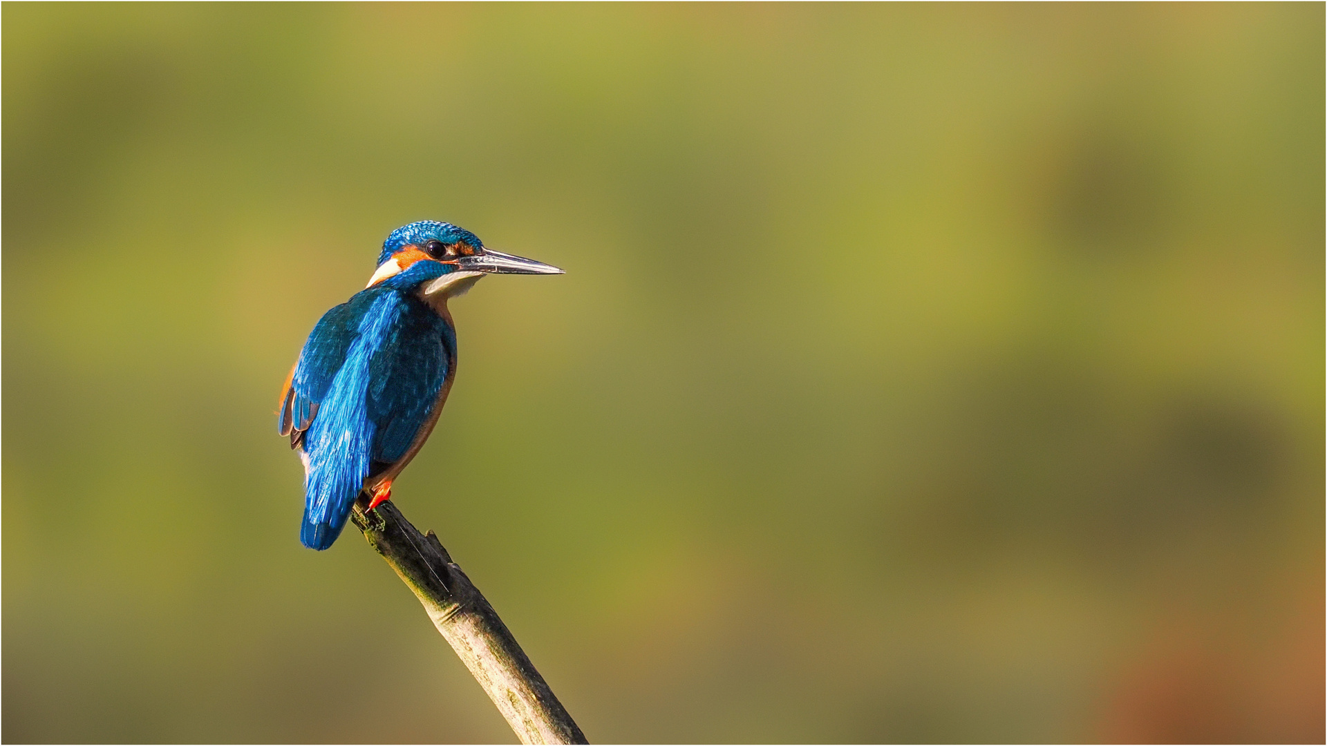 Eisvogel