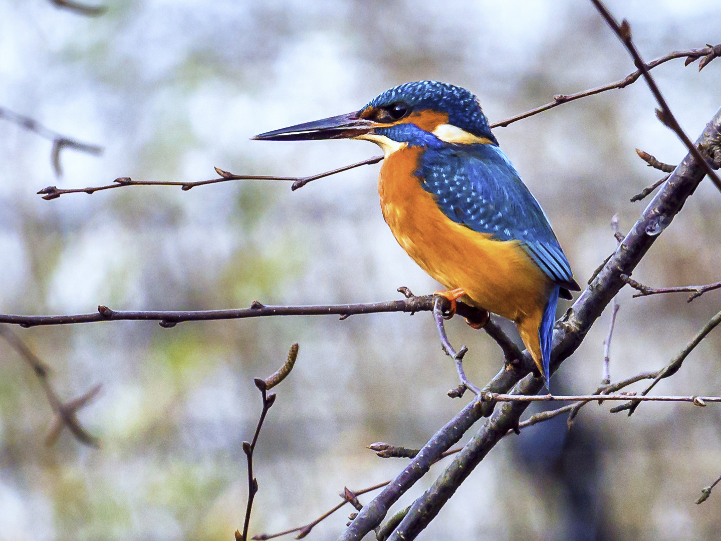 Eisvogel