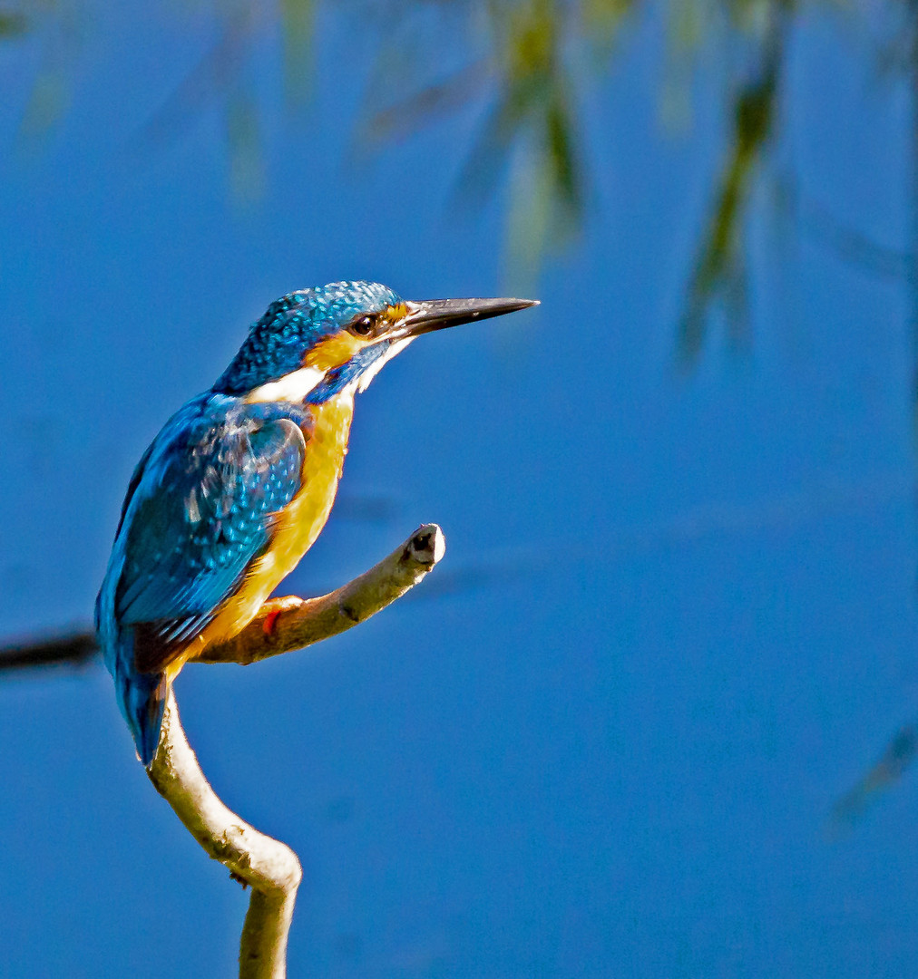 Eisvogel