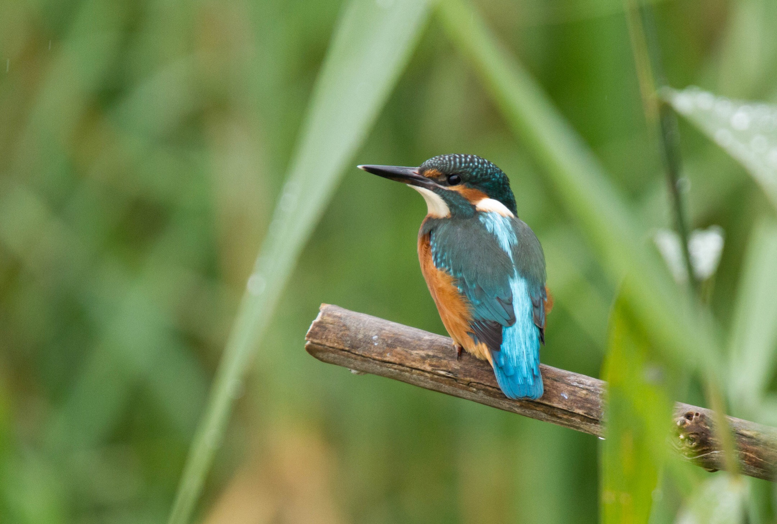 Eisvogel