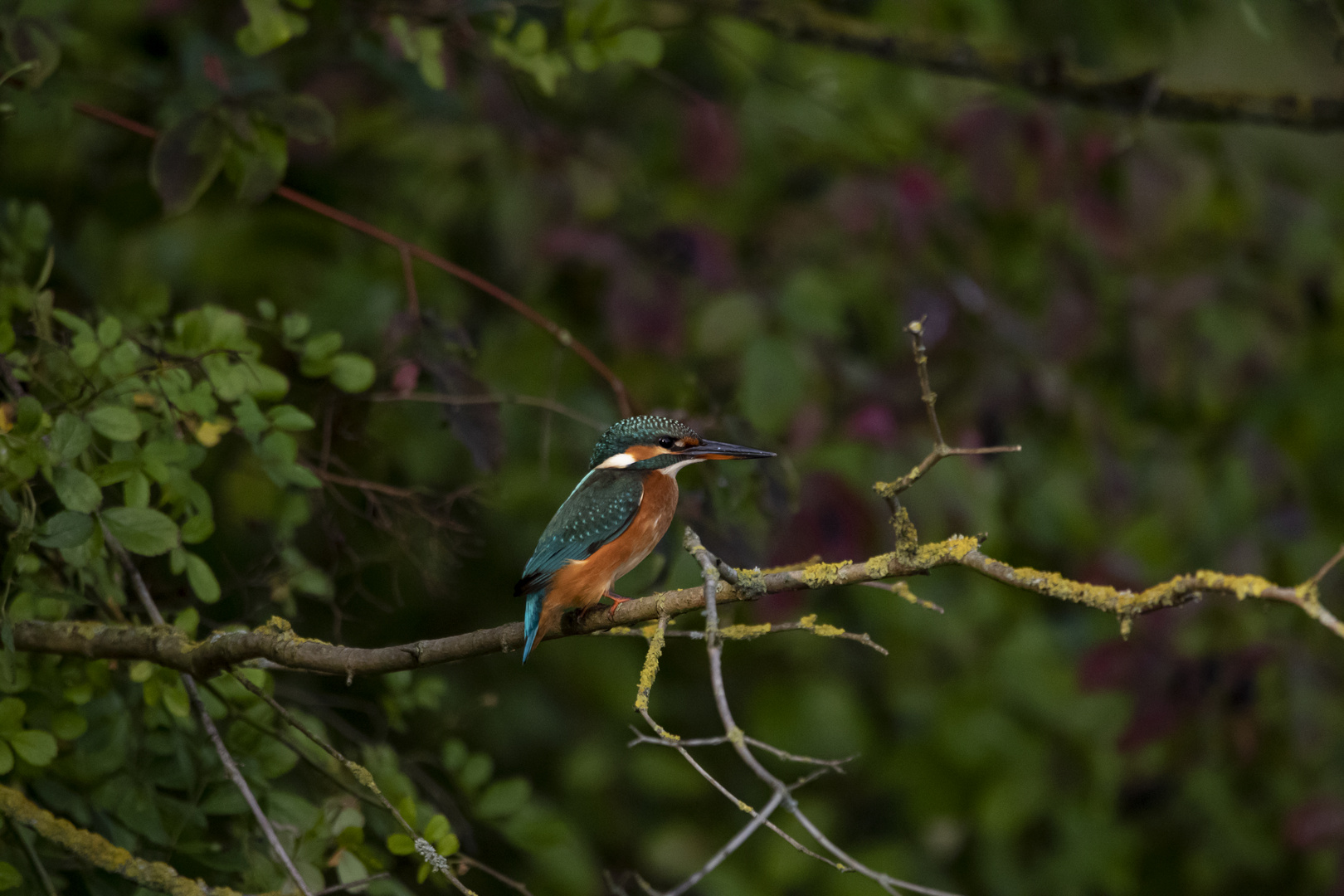 Eisvogel