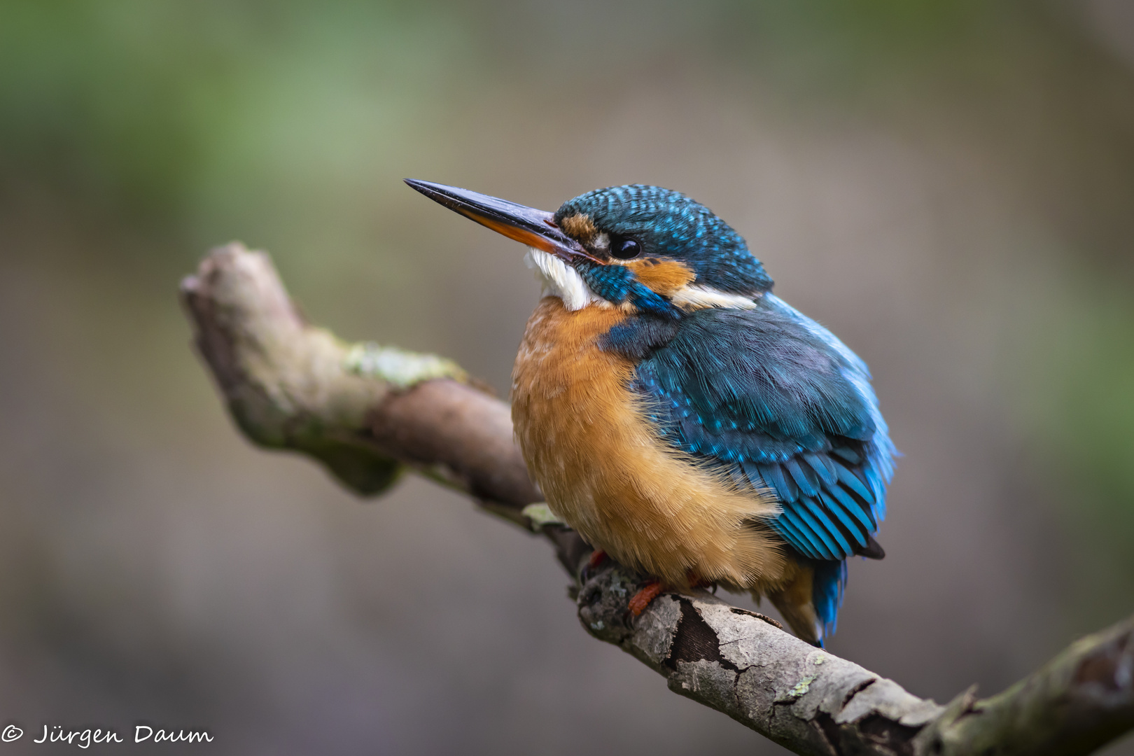 Eisvogel