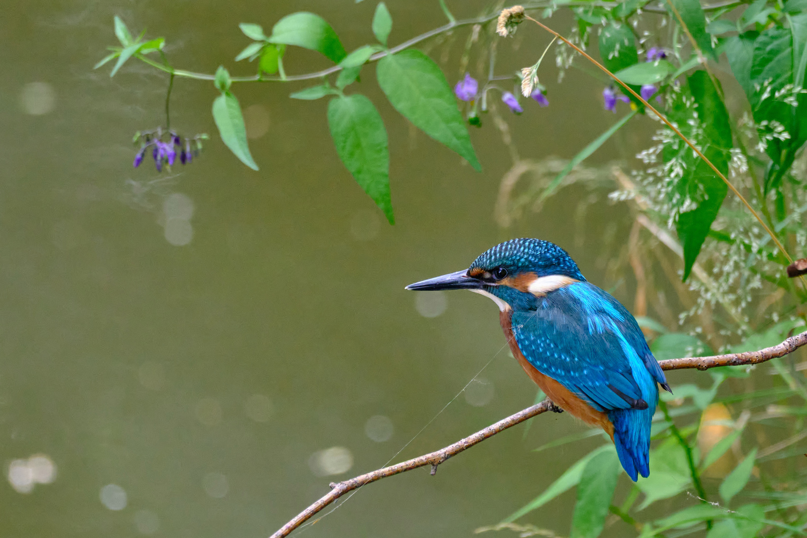 Eisvogel