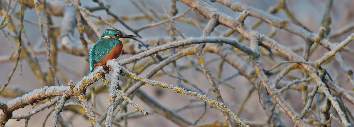 Eisvogel 