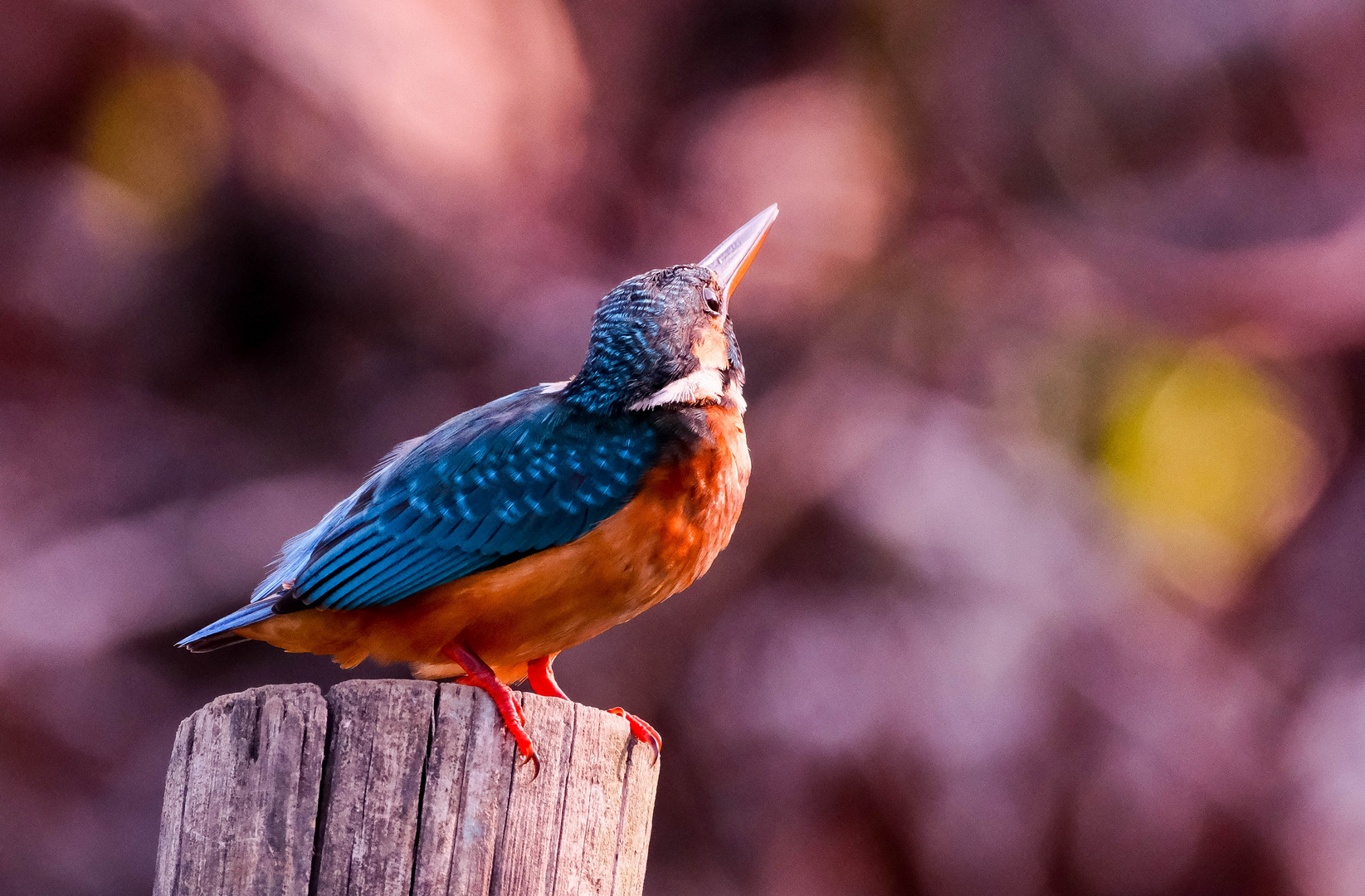 Eisvogel