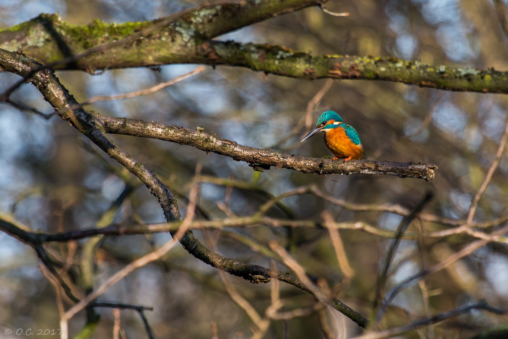 Eisvogel