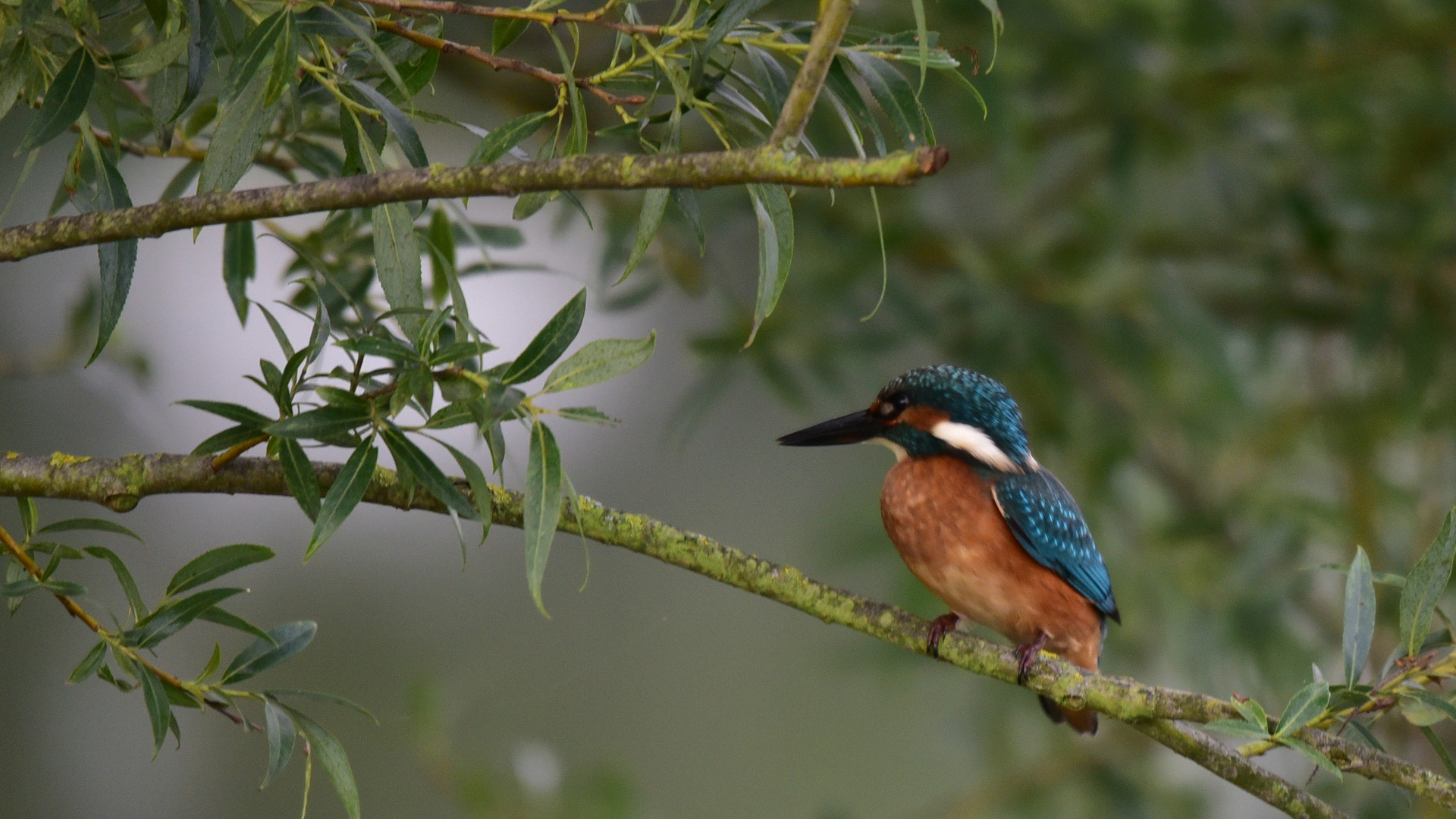 Eisvogel