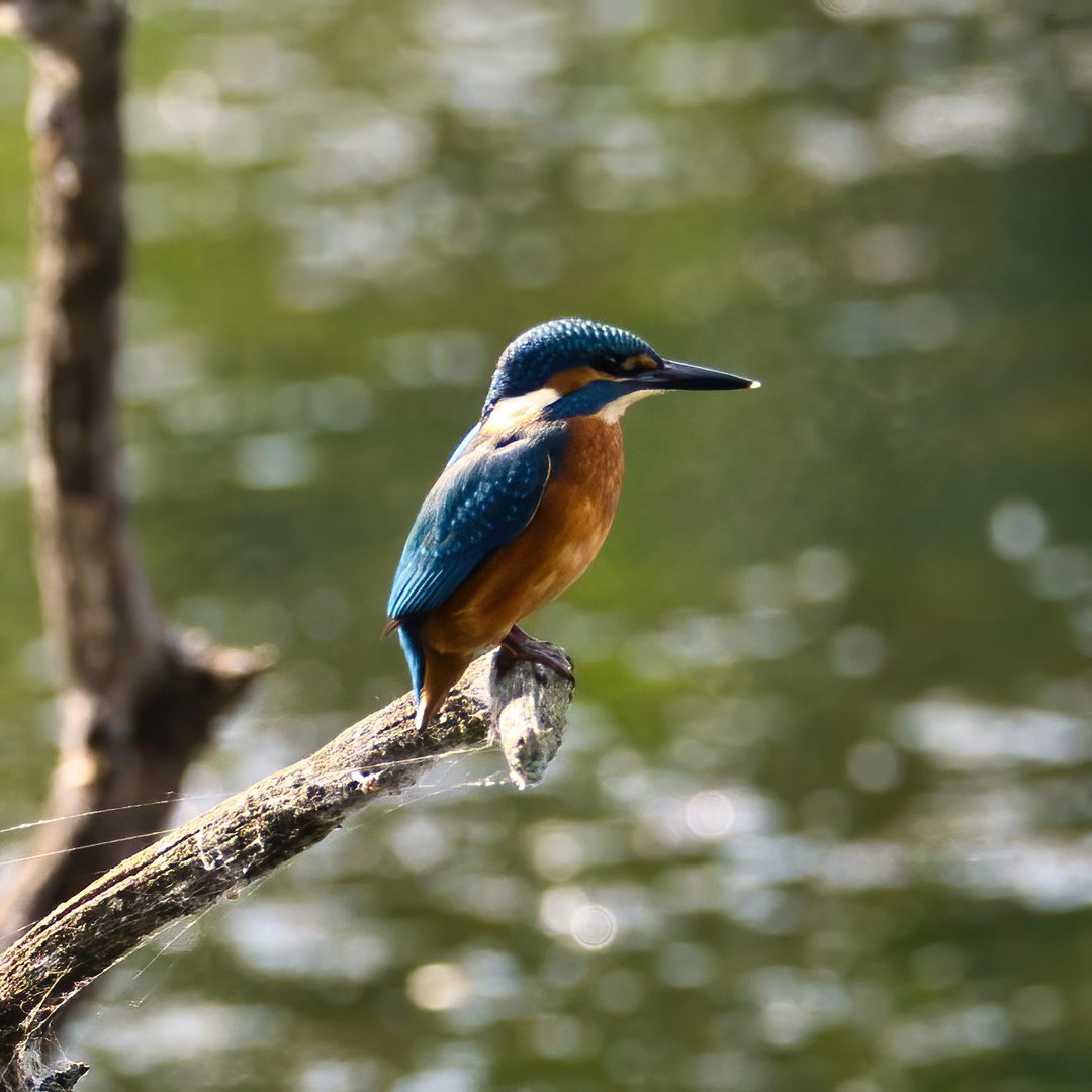 Eisvogel