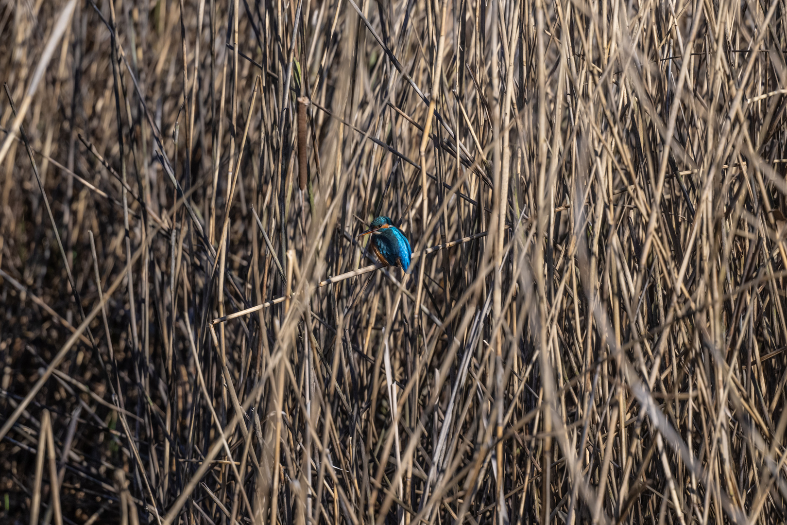 Eisvogel