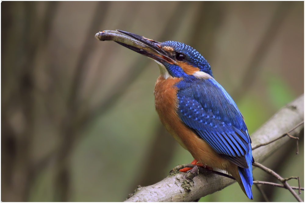 Eisvogel ...