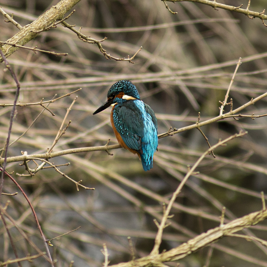 Eisvogel